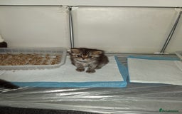 Persian cats for sale: Adorable pure Persian  - Image 8