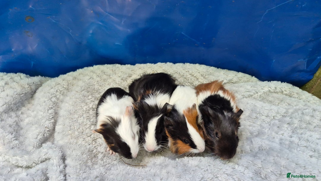 Guinea Pig rodents for sale: Guinea pig boars - Image 4