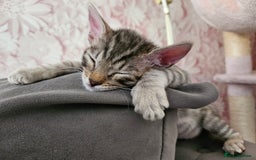 Bengal cats for sale: 2 stunning unique snow bengal kittens left  - Image 24
