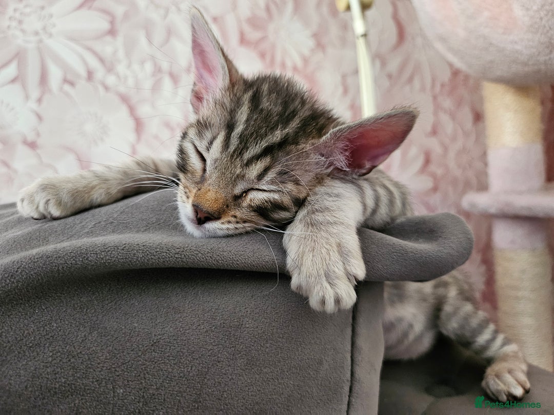 Bengal cats for sale: 2 stunning unique snow bengal kittens left  - Image 24