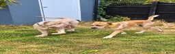 Mixed Breed dogs for sale: Mastiff Mix *Waiting List Open* - Advert 10