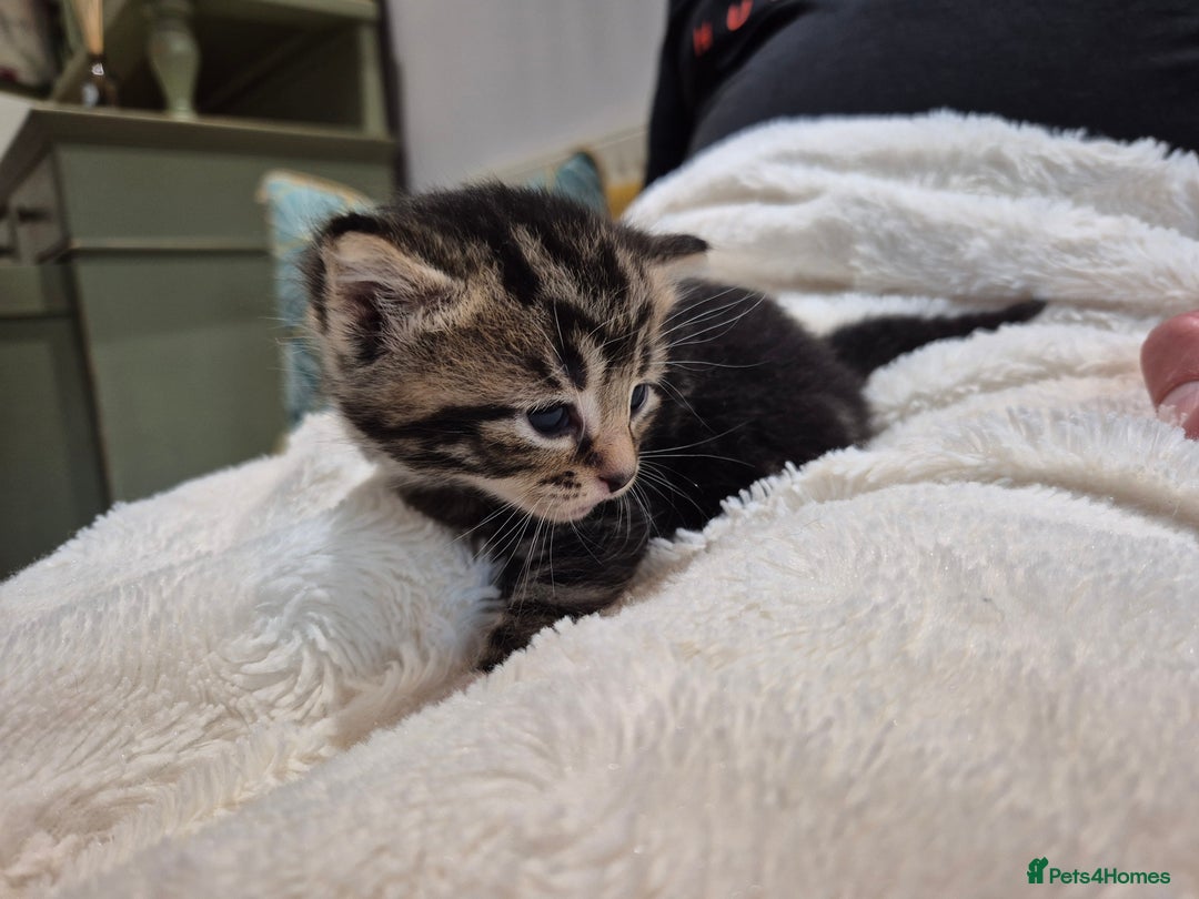 British Longhair cats for sale: 4 beautiful kittens for sale. £180 ea - Image 5