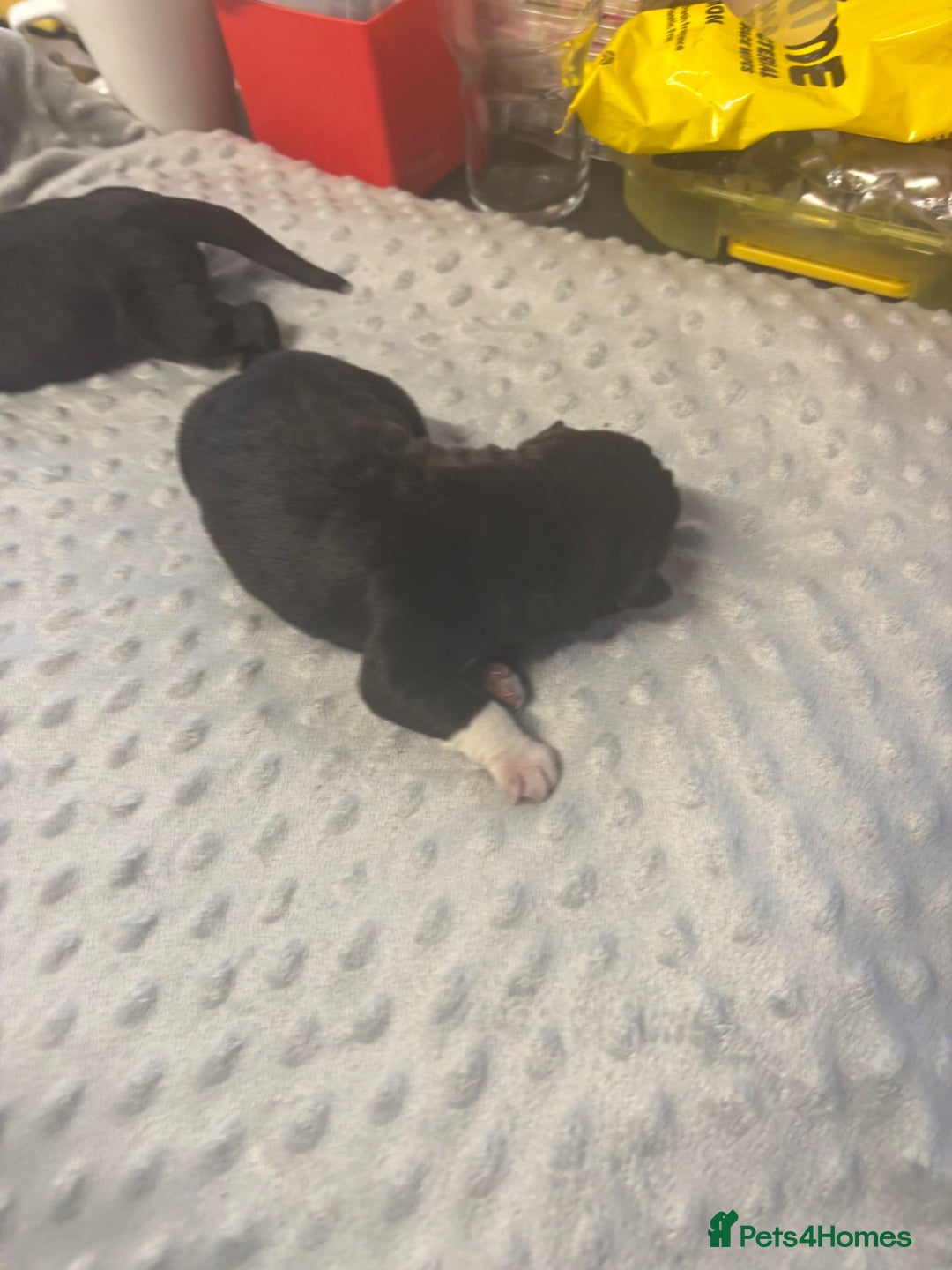Mixed Breed dogs for sale: Huge American akita x cane corso pups - Image 8