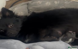 Pomeranian dogs for sale: Fox Face Pomeranians - Ready 1st August - Image 6