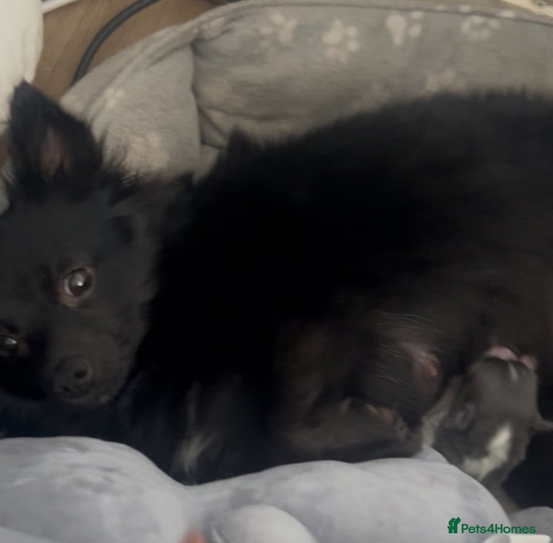Pomeranian dogs for sale: Fox Face Pomeranians - Ready 1st August - Image 6