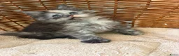 Maine Coon cats for sale: Tica registered 4 female mainecoons left,  polys - Advert 15