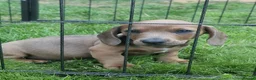 Dachshund dogs for sale: Soo cute  - Advert 2