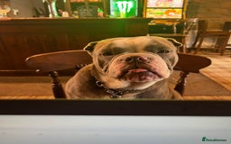 Mixed Breed dogs for sale: Bulldog x Shar Pei - Image 1