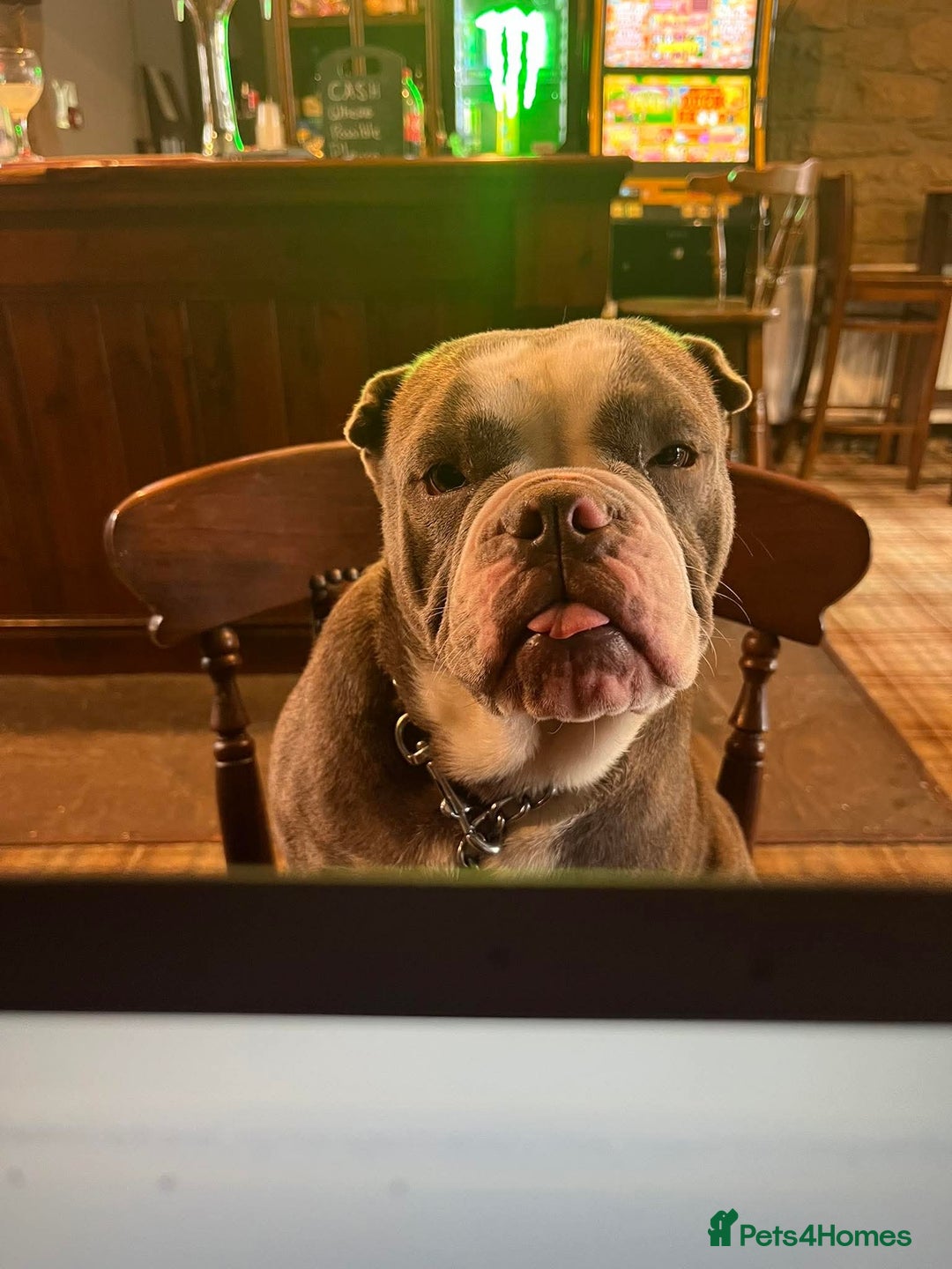Mixed Breed dogs for sale: Bulldog x Shar Pei - Image 1