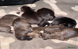 Staffordshire Bull Terrier dogs for sale: Staffordshire bull terrier Puppies  - Image 2