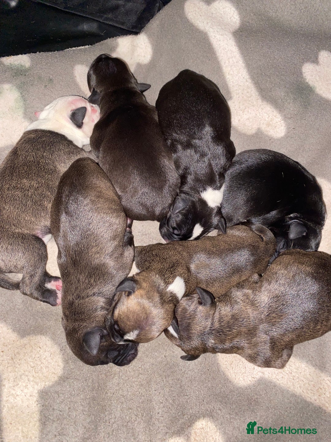 Staffordshire Bull Terrier dogs for sale: Staffordshire bull terrier Puppies  - Image 2