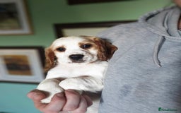 Sprocker dogs for sale: Hendrix the male sprocker available. - Image 38