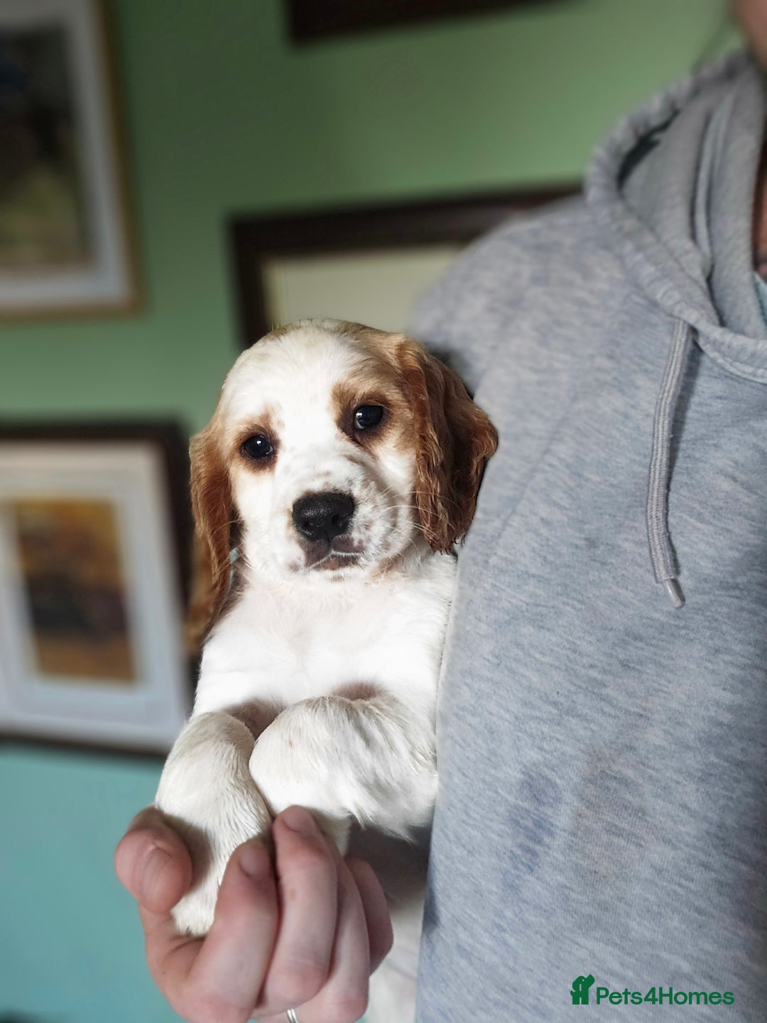Sprocker dogs for sale: Hendrix the male sprocker available. - Image 38