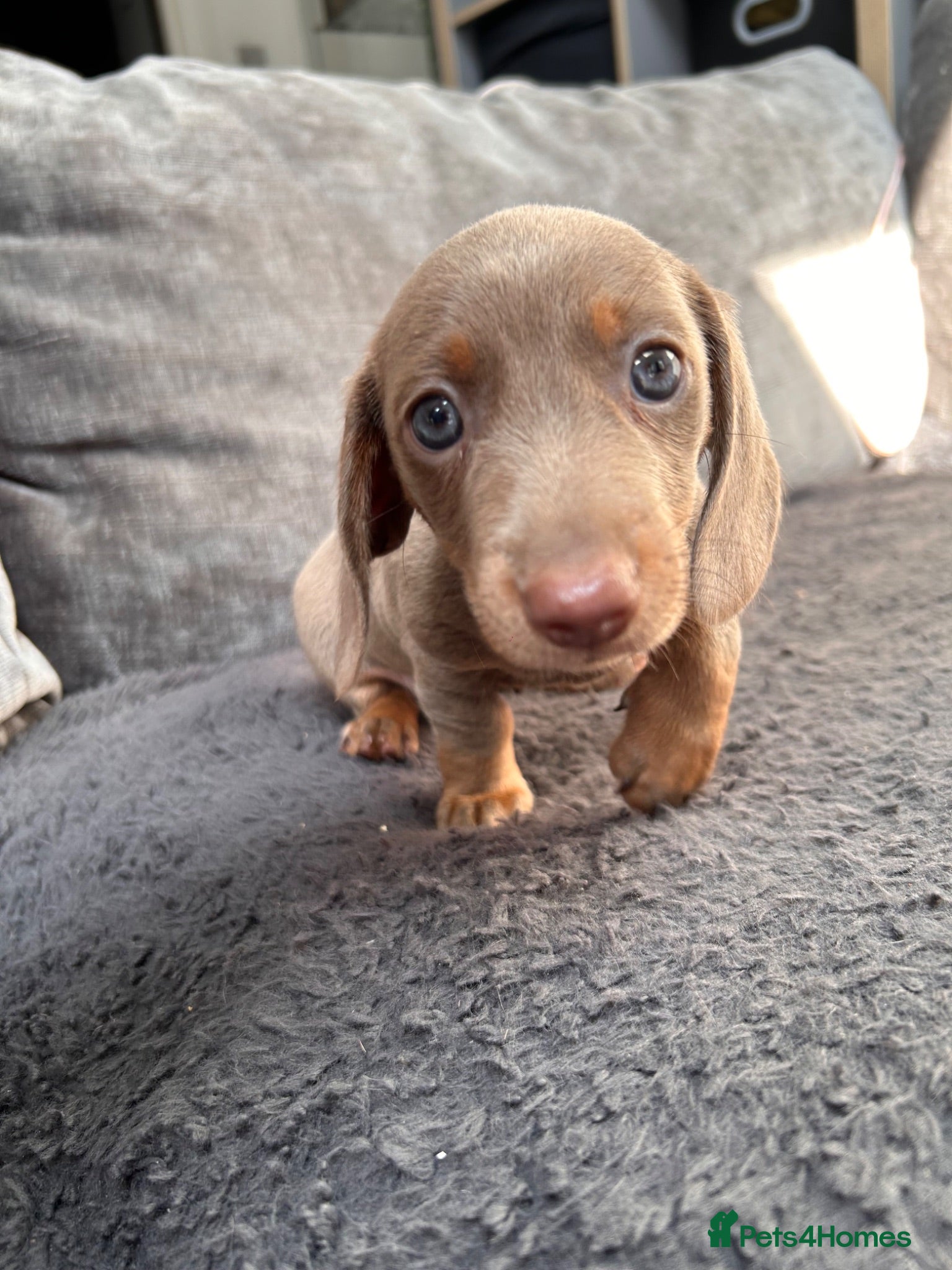 Miniature Dachshund dogs Unique Female Minature Dachsund Puppy. Ready soon! - Advert 6