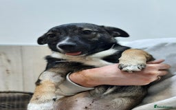 Mixed Breed dogs for adoption: 💖🐶 SHERRIE 🐶💖 - Image 4
