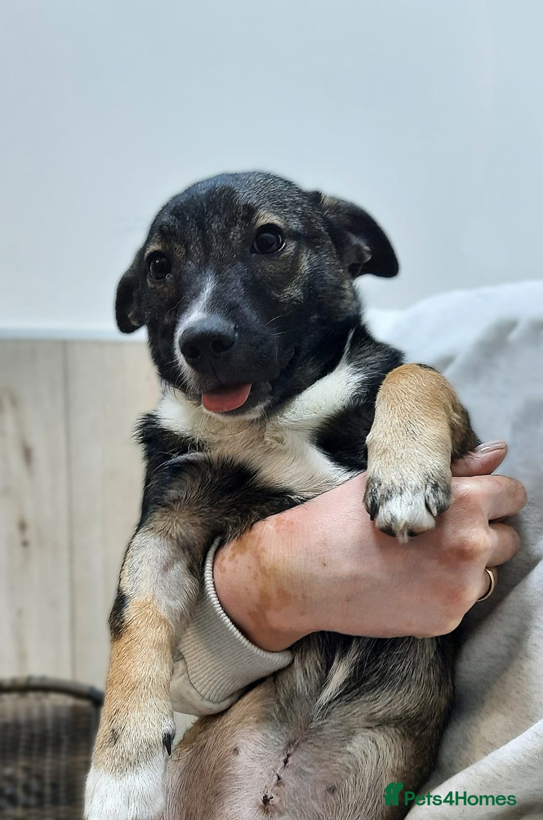 Mixed Breed dogs for adoption: 💖🐶 SHERRIE 🐶💖 - Image 4