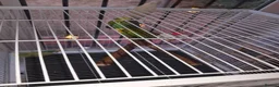 Budgerigars birds for sale: Budgies  in Kidderminster - Advert 4