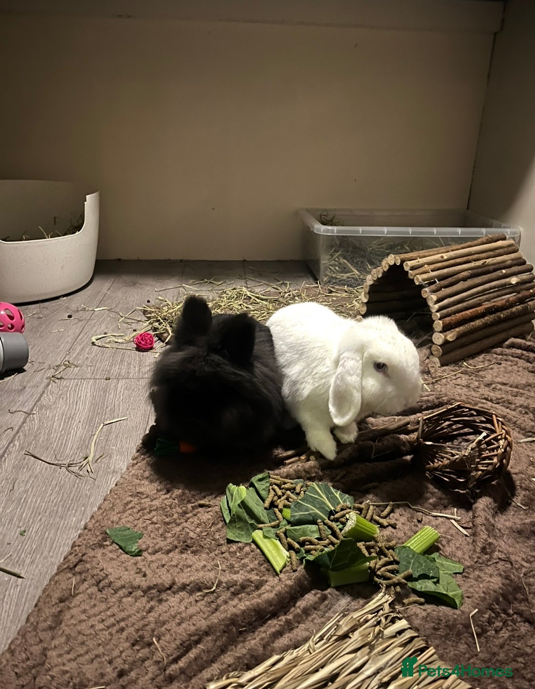 Lionhead rabbits for sale: Two bonded rabbits for rehoming  - Image 1