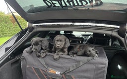 Labradoodle dogs for sale: ☆Ready to leave☆ CHUNKY PUPPIES ☆ - Advert 9