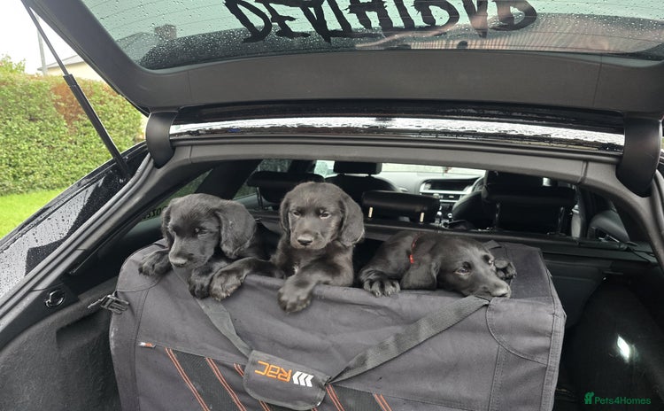 Labradoodle dogs ☆Ready to leave☆ CHUNKY PUPPIES ☆ - Advert 5