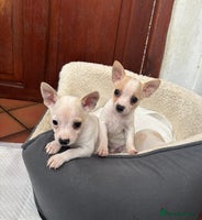 Mixed Breed dogs Adorable Jack Russel x Chihuahua puppies - Advert 15