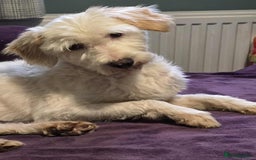 Mixed Breed dogs for adoption: SWEET JASPER  - Image 2