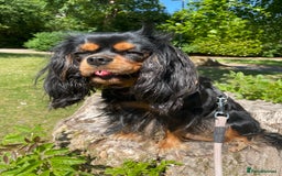 Cavapoo dogs for sale: Cavapoo - Image 3