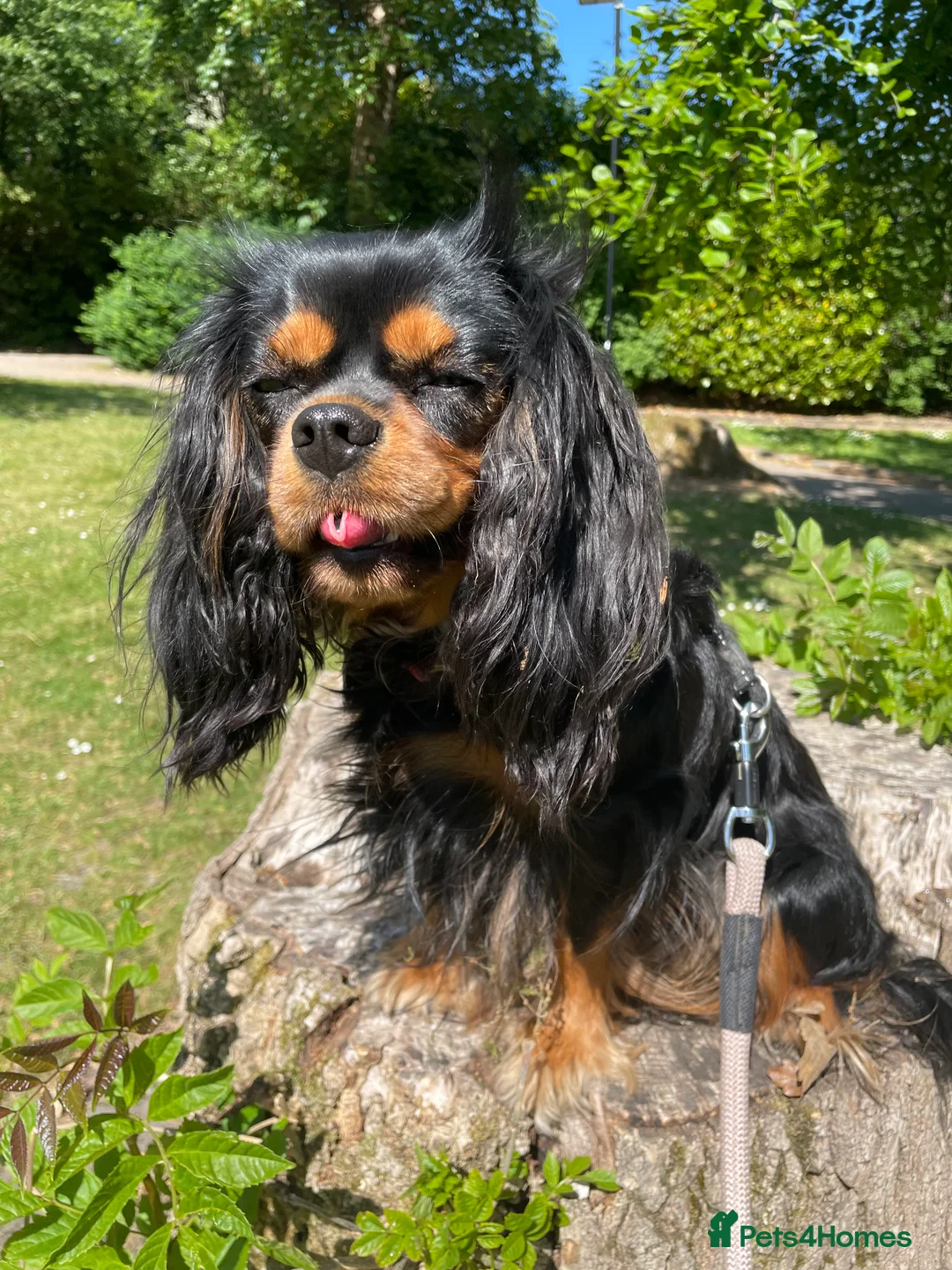 Cavapoo dogs for sale: Cavapoo - Advert 9