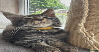 Maine Coon cats - Advert 15