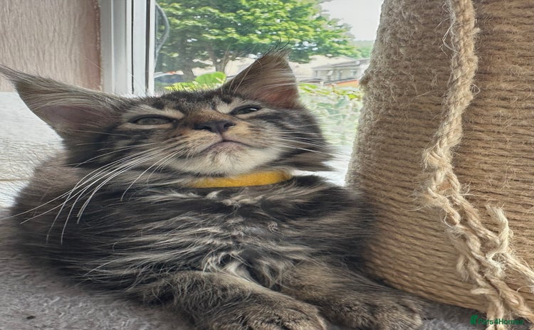 Maine Coon cats - Advert 2