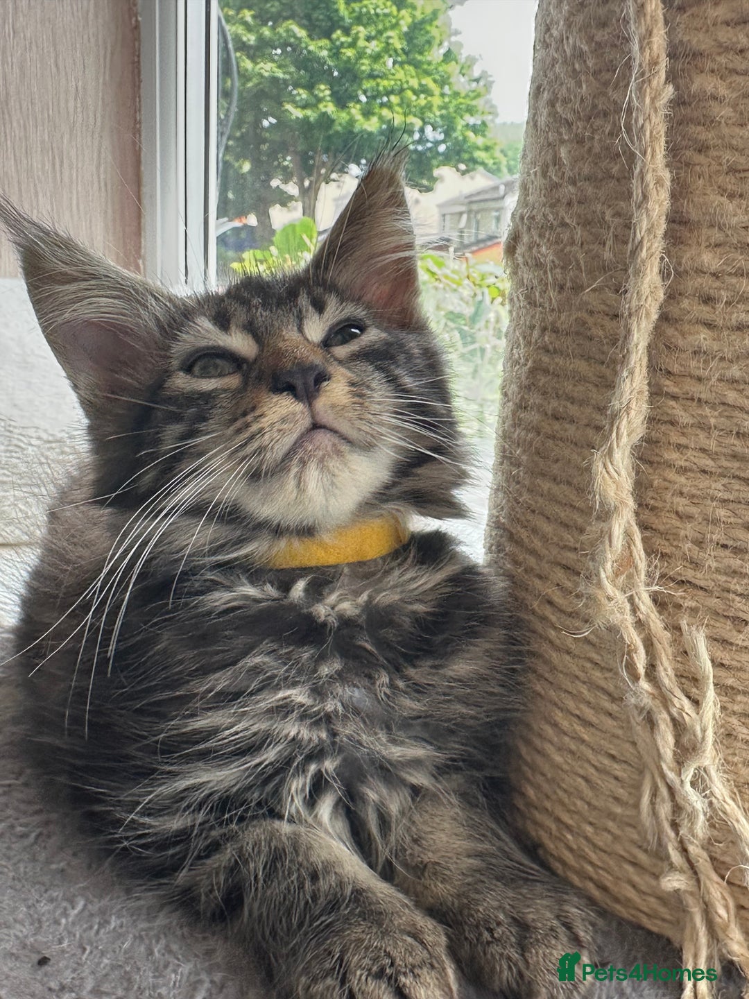 Maine Coon cats for sale: Stunning mainecoons  - Image 2