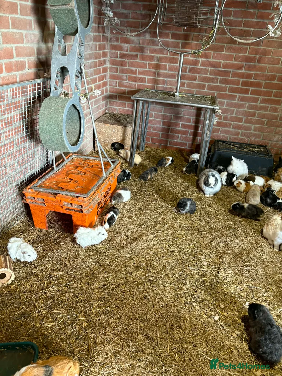 Mixed Breed rabbits for sale: £20 for 2.£15 each rabbit/ pigs , males only  - Advert 6