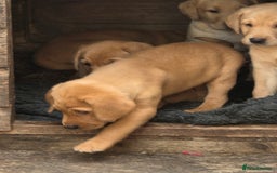 Labrador Retriever dogs for sale: Kc reg  yellow lab puppies 🐶  - Image 8