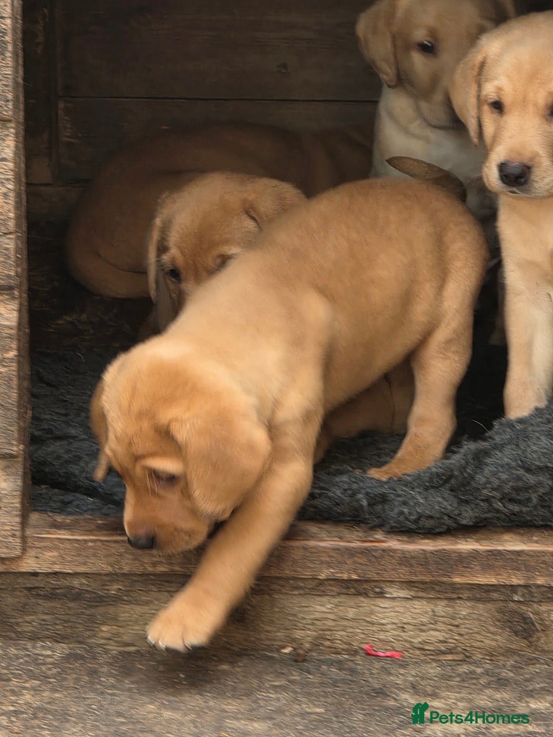 Labrador Retriever dogs for sale: Kc reg  yellow lab puppies 🐶  - Image 8