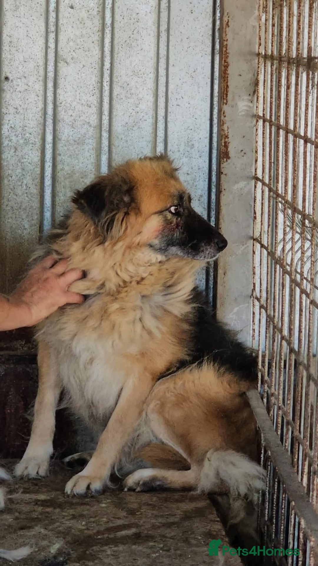 Mixed Breed dogs for adoption: Sian - Norwich Norfolk  - Advert 11