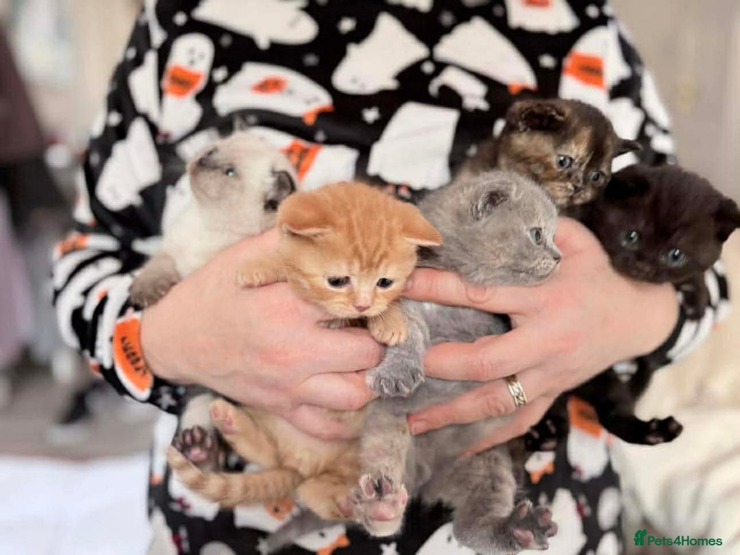 British Shorthair cats for sale: Outstanding British Shorthair Kittens - Advert 3