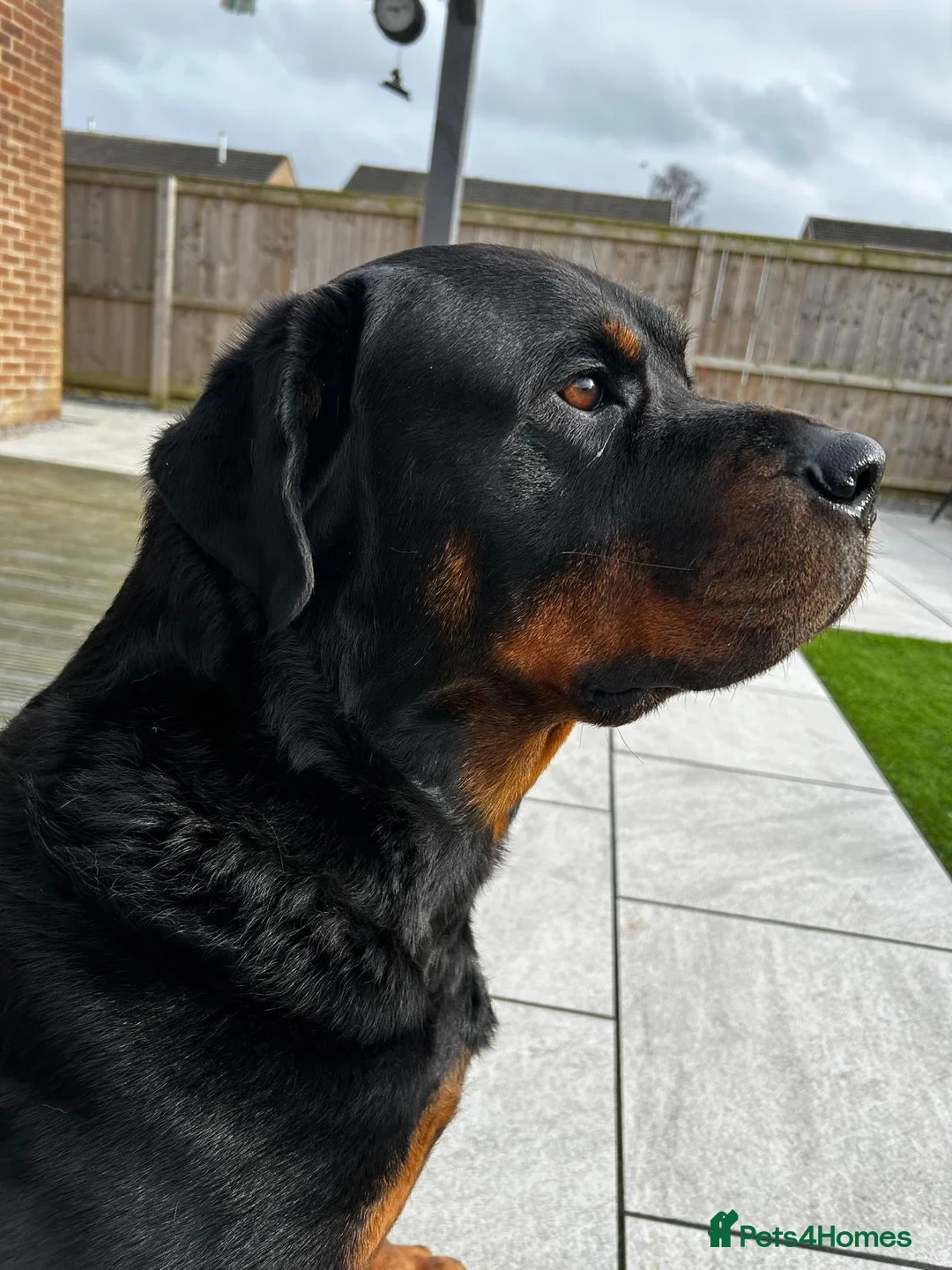 Rottweiler dogs for sale: New home for Bruce in Newton Aycliffe - Advert 6