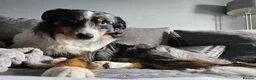 Border Collie dogs for stud: Blue Merle Border Collie for Stud - Advert 6