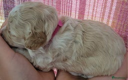 Maltipoo dogs for sale: F1b Maltipoo - Image 14