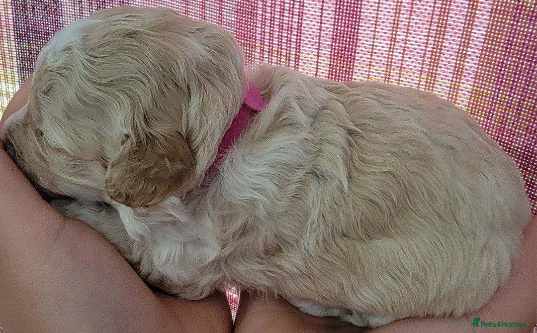 Maltipoo dogs for sale: F1b Maltipoo - Image 14
