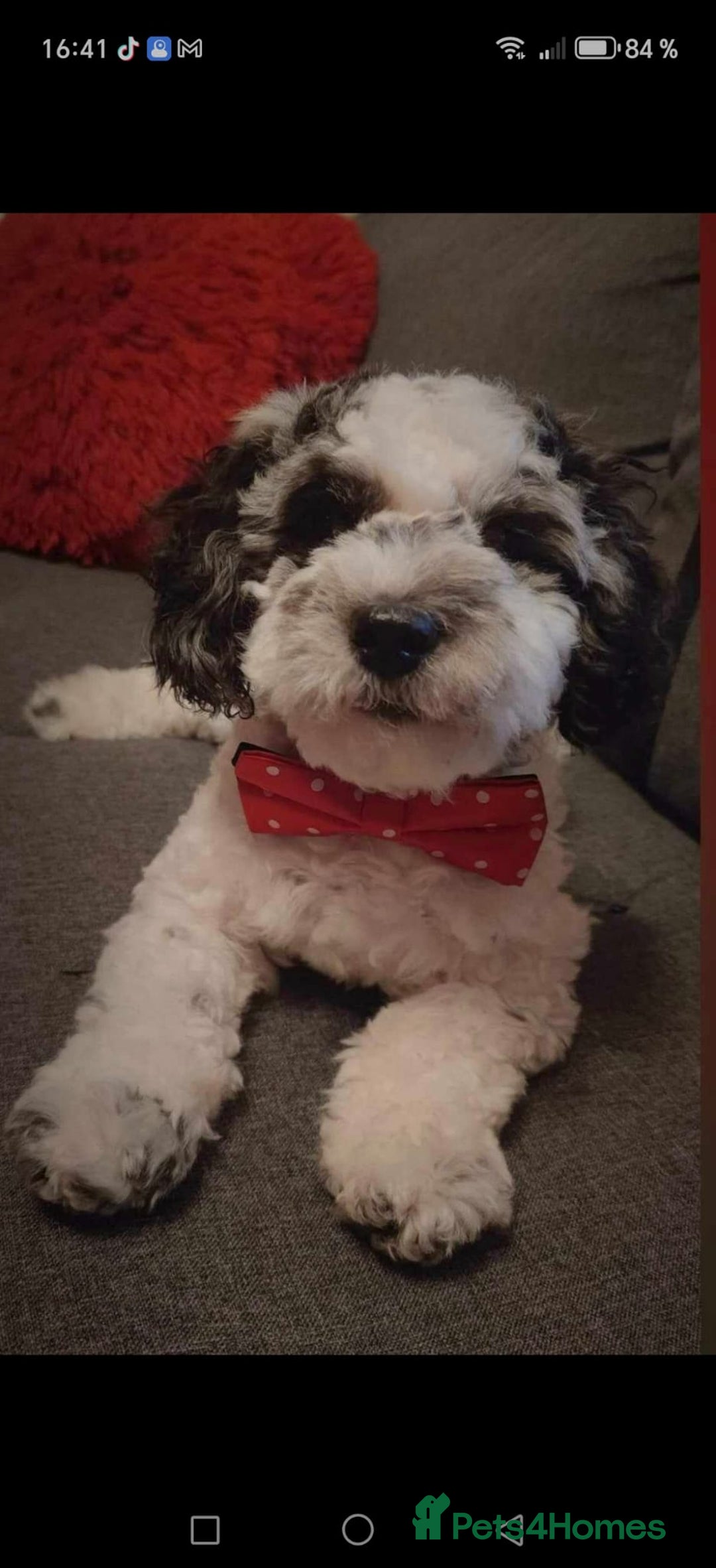 Bichon Frise dogs for sale: Bichon puppy's  - Image 15
