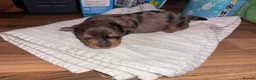 Yorkshire Terrier dogs for sale: Beautiful Merle Yorkshire terrier puppies  - Advert 10