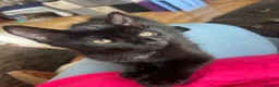 Mixed Breed cats for sale: Two males looking for homes  in Dundee - Advert 2