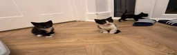 Mixed Breed cats for sale: Kittens ready now  - Advert 10