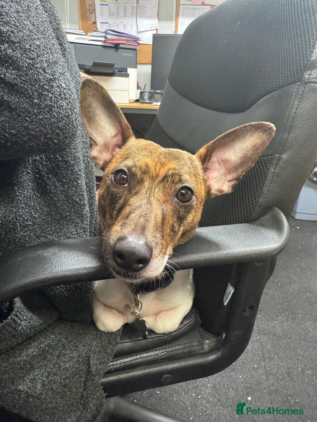 Jack Russell dogs for sale: Wright - Advert 3