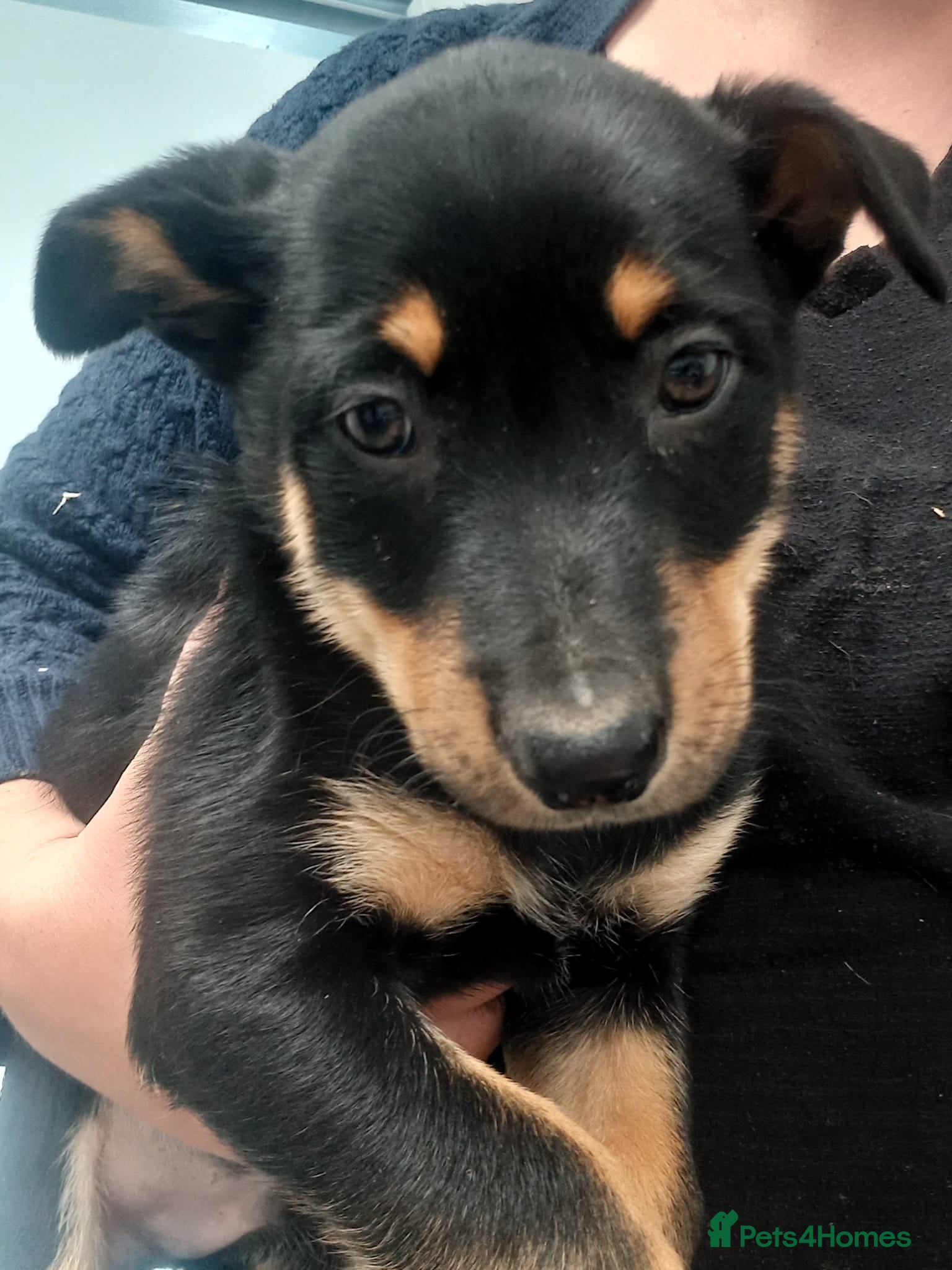 Australian Kelpie dogs Keplie puppies from working parents - Advert 1