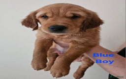 Golden Retriever dogs for sale: 2 Boys 2 Girls KC Reg. Golden Retriever Puppies - Image 3