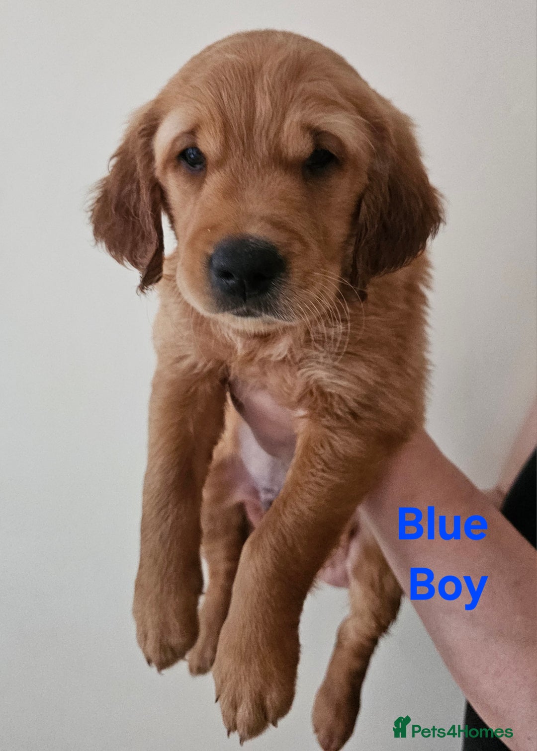 Golden Retriever dogs for sale: 2 Boys 2 Girls KC Reg. Golden Retriever Puppies - Image 3