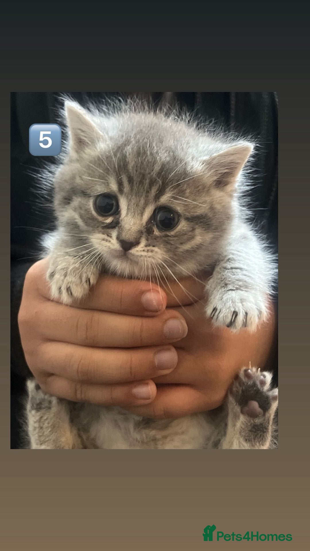 British Shorthair cats for sale: British Shorthair × British Longhair/ScottishFold - Advert 5