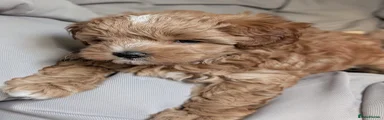 Puppy 3